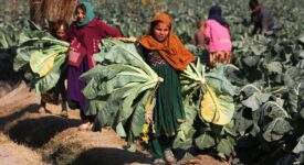 The photo depicts several Afghan girls who are working in a field cultivating vegetables, instead of attending school.