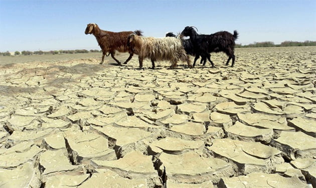 A few goats passing through a severely drought-affected area in Afghanistan.