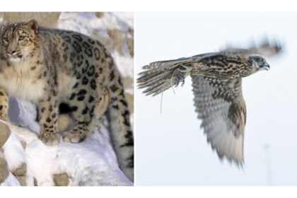 A photo of a snow leopard and a falcon, two distinct Afghan animals. On the left, the snow leopard is perched on a snowy rock, showcasing its thick fur and spotted coat. On the right, a falcon is in flight against a light sky, displaying its powerful wings and sharp beak, indicative of the species' agility and hunting prowess. Both animals highlight the rich biodiversity and unique wildlife found in Afghanistan.