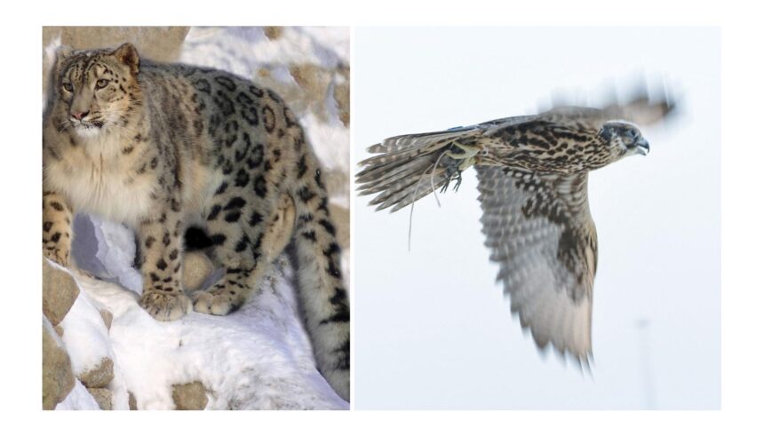 A photo of a snow leopard and a falcon, two distinct Afghan animals. On the left, the snow leopard is perched on a snowy rock, showcasing its thick fur and spotted coat. On the right, a falcon is in flight against a light sky, displaying its powerful wings and sharp beak, indicative of the species' agility and hunting prowess. Both animals highlight the rich biodiversity and unique wildlife found in Afghanistan.