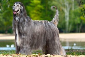 Beautiful Afghan Hound standing on a yellow sand background