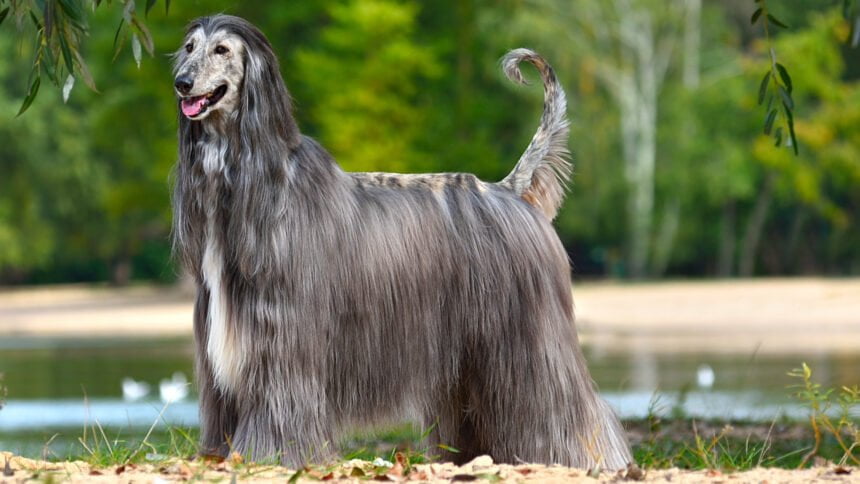 Beautiful Afghan Hound standing on a yellow sand background