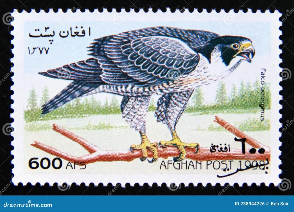 An Afghan postage stamp from 1999 featuring a Peregrine Falcon (Falco peregrinus). The falcon is depicted perched on a branch, showcasing its sharp beak and detailed feather pattern. The stamp, valued at 600 Afghanis (AFS), includes text in both English and Dari, highlighting the significance of this bird of prey in Afghan wildlife. The background features a natural landscape, emphasizing the falcon's natural habitat and the country's rich biodiversity.