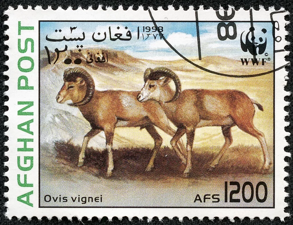 An Afghan postage stamp from 1998 featuring two Ovis vignei, also known as Urial wild sheep. The stamp, valued at 1200 Afghanis (AFS), depicts the animals in a natural, mountainous habitat, highlighting Afghanistan's wildlife. The stamp includes text in both English and Dari, with the WWF logo, indicating a focus on wildlife conservation. This stamp showcases the significance of Afghan animals in the country's cultural and natural heritage.








