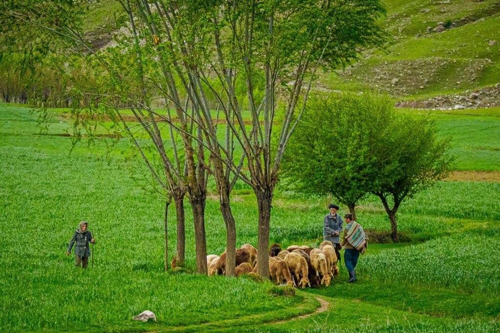 A vibrant rural scene in Afghanistan depicting two men herding a flock of sheep across a lush, green meadow dotted with trees. In the foreground, a young boy walks alone, while the hills in the background suggest a mountainous terrain. The landscape is alive with the fresh greens of spring, contrasting with the rugged hills.