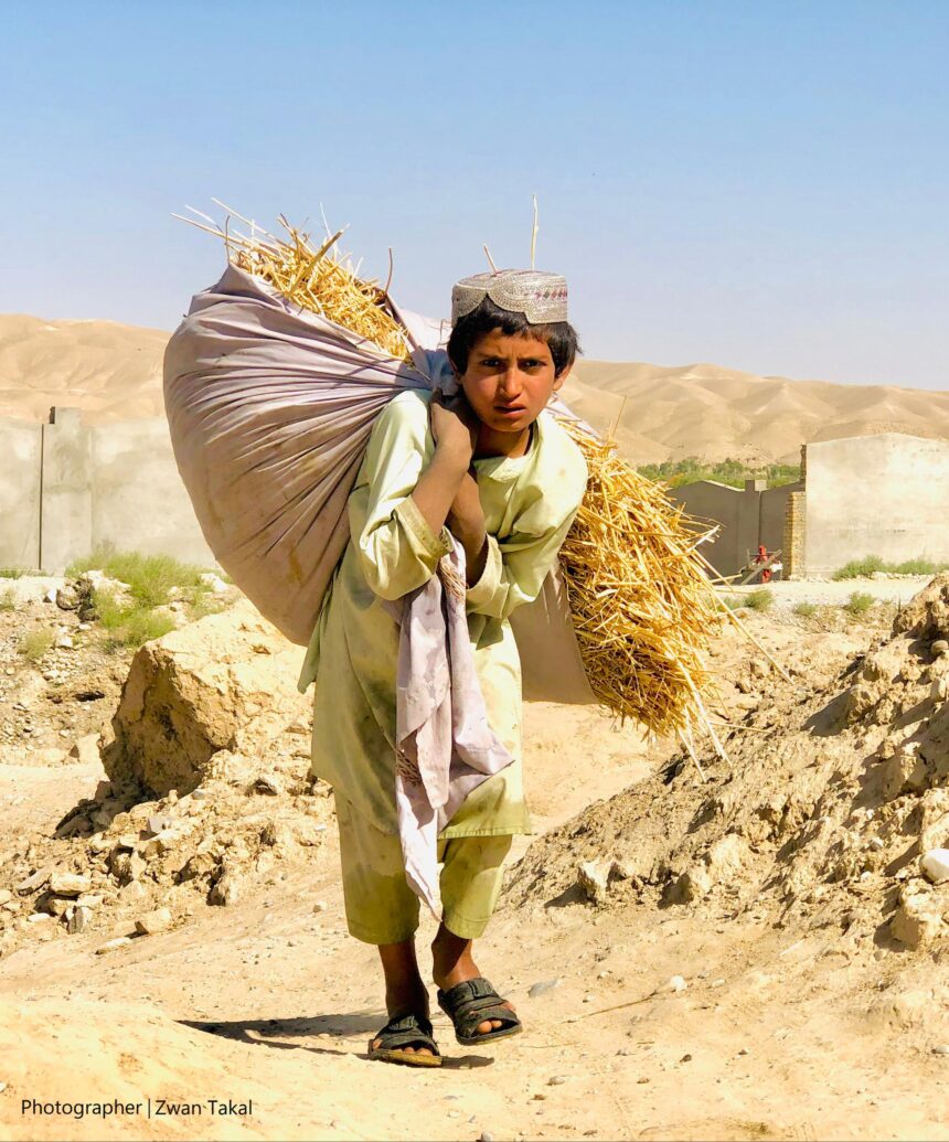 A young Afghan boy in traditional attire strains under the weight of a large sack filled with straw or dried grass. The dry, barren landscape and his intent gaze convey the physical burden and challenging environment.